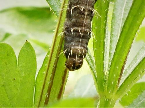 Hoplodrina sp.